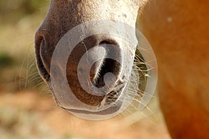 Horse's nostrils