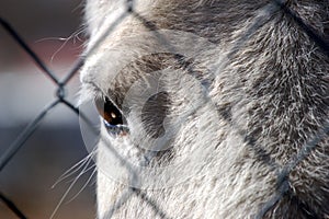 From a Horse's Perspective