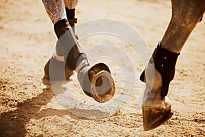 The horse\'s shod hooves tread on the sand, raising dust on a sunny day. Equestrian sports