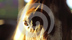 Horse in s stable with sun flares