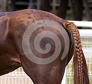 The horse`s tail photo
