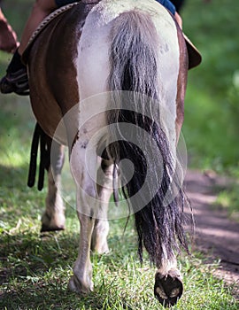 horse`s tail in close-up photo