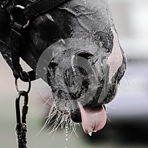 Horse`s tongue while bathing.