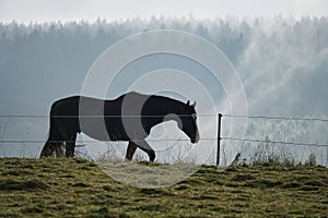 Horse in Saarland on a meadow with fog in the forest