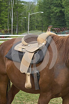 Horse and saddle