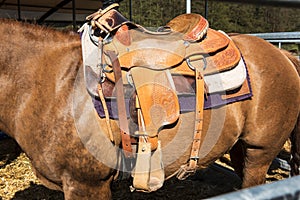 The horse with saddle