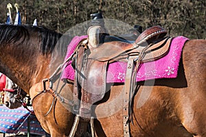 The horse with saddle