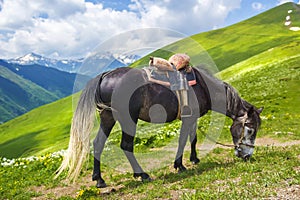 Horse with saddle grazes in mountains on bright, sunny summer day. horse eats green grass on hill