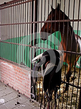 Horse and saddle in stable