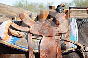 Horse Saddled and Ready to Ride photo