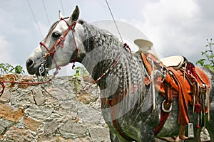 Horse with sadle