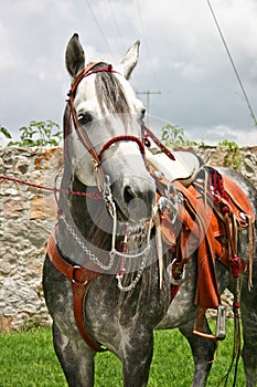 Horse with sadle