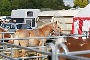 horse for sale at the annual horse market in Havelberg