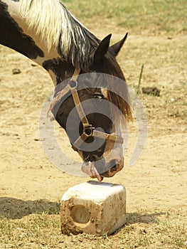 Horse at Salt Lick