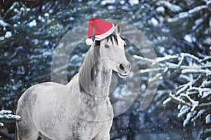 Horse in santa red hat