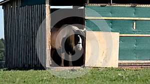 The horse scratches on stable.