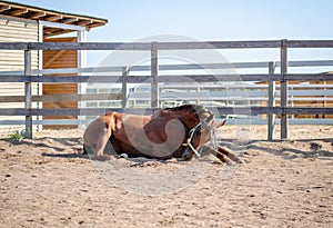 Horse scratching itself on ground in paddock