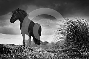 Horse on Sealion Island
