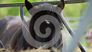 A horse, is seen up close behind a fence, eating hay. working animal