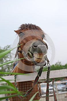 Horse with a sense of humor