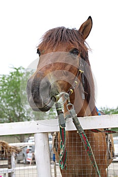 Horse with a sense of humor