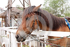 Horse with a sense of humor