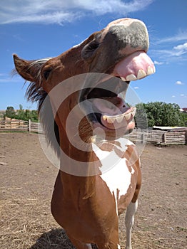Horse with  sense of humor.the horse neighs, a little cheerful foal, good teeth