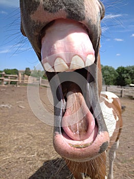 Horse with a sense of humor.the horse neighs, a little cheerful foal, good teeth