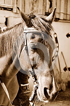 Horse in sepia