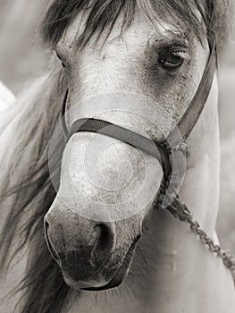 Horse in sepia