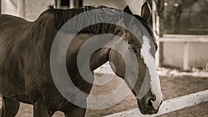 A horse in sepia tones