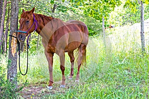 Horse in shade