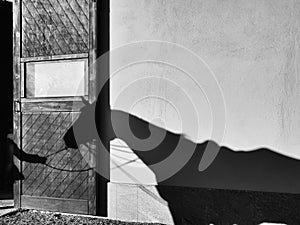 Horse shadow on wall