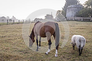 A horse and a sheep grazing peacefully together, early in the morning in the Normandy countryside