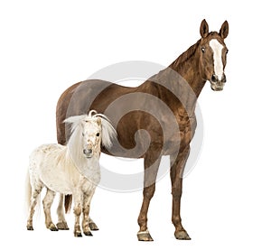 Horse and Shetland standing next to each other