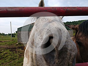 Horse photo