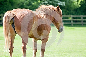 Horse shit. Animal in a field. Funny animal meme image photo