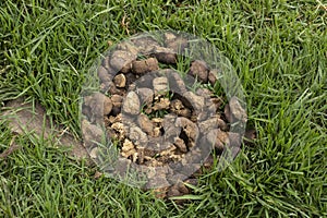 Horse shit manure pile on the organic farm. Natural background background with copy space