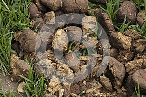 Horse shit manure pile on the organic farm. Natural background background with copy space