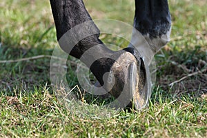 Horse shoe