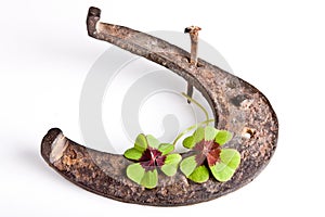 Horse-shoe and clover img