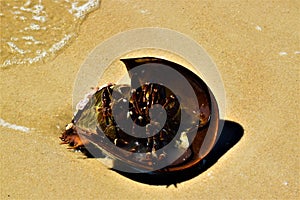 Horse shoe crab flipped over washing up on shore