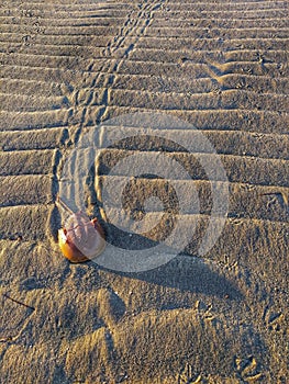 Horse Shoe Crab Trail at Low Tide on Beach