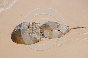 Horse shoe crabs