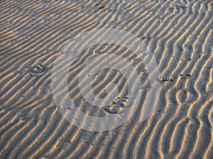 Horse shoe imprints on a warm sand illuminated at sunset. Warm tone. Horse riding sport concept