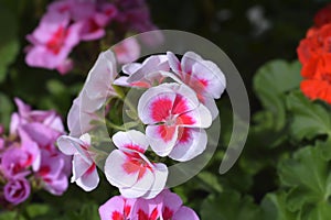 Horse-shoe pelargonium