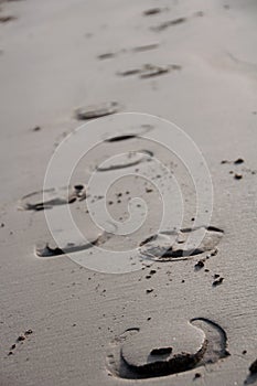 Horse Shoe Prints in the Sand photo