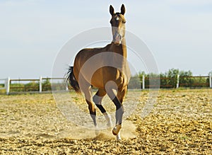 horse with a short mane and a white blaze on his head is running