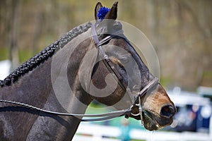 Horse in Show With Braided Mane