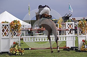 Horse show jumping